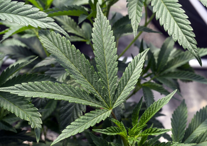 The Department of Health and Human Services has recommended reducing marijuana to a Schedule III drug, easing federal restrictions and penalties for its use.
