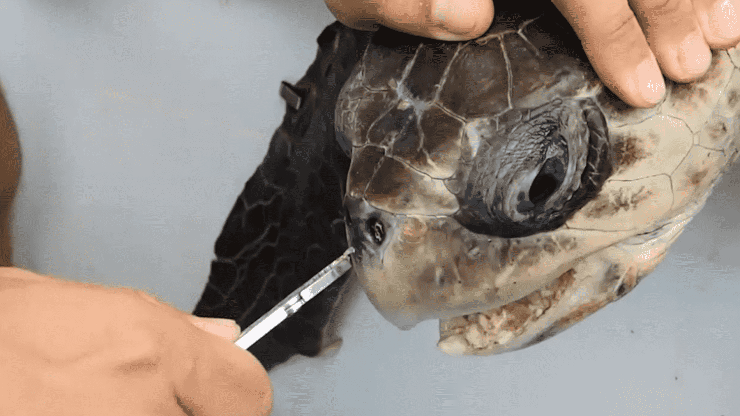 Paper straws, supposedly more eco-friendly than plastic, actually contain more harmful PFAS chemicals and do greater environmental damage. Viral video of a sea turtle with a straw stuck in its nose. | (The Washington Post.)
