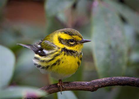 The American Ornithological Society will rename multiple North American birds to address “harmful” ties to racists and other problematic historical individuals. 