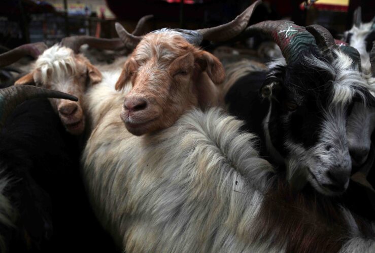 Chinese scientists have cloned two live goats from the cells of two adult Tibetan goats in the rural Qinghai province located on the Tibetan Plateau.