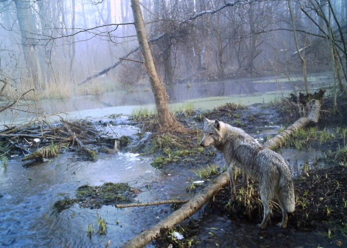 The wolves roaming the abandoned, radioactive streets of Chernobyl present a surprising resistance to cancer, suggesting possible treatments for humans. (AP Photo/Sergiy Gaschak)
