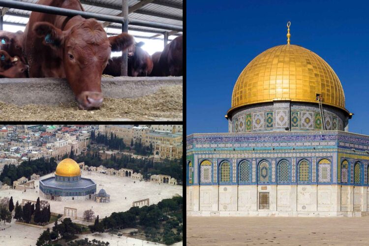 Fundamentalist Jews have been looking for red heifers which they believe are needed to build the Third Temple, summon the messiah, and usher in the end times