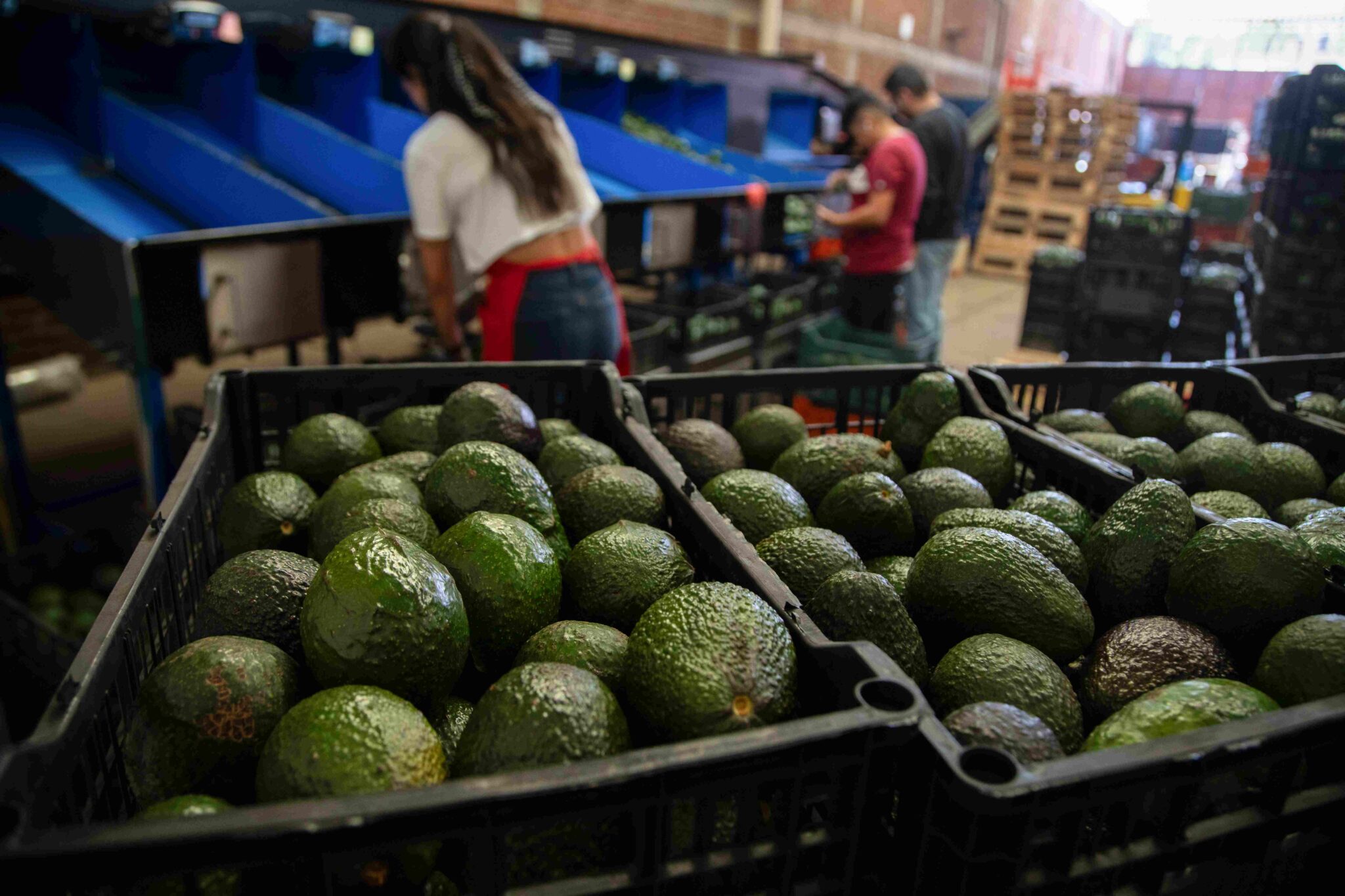 USDA Halts Mexican Avocado Imports After Possible Cartel Assault on ...