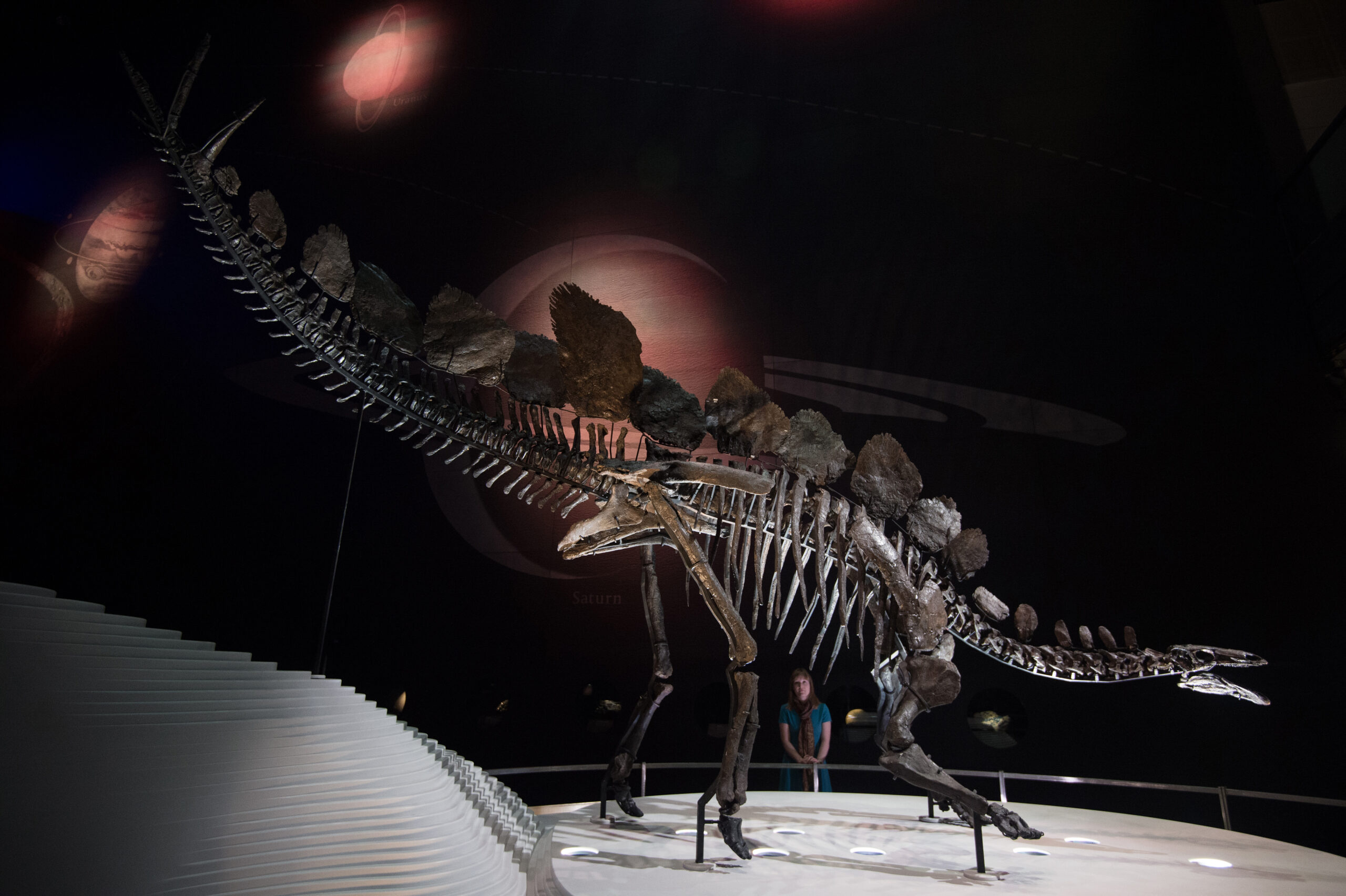 Billionaire hedge fund CEO Ken Griffin paid $44.6 million for a Stegosaurus skeleton in a Sotheby’s auction, marking the largest-ever dinosaur fossil purchase. (AP Photo/Tim Ireland)