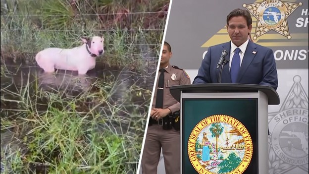 Florida resident Giovanny Aldama Garcia has been charged with animal cruelty after tying his dog to a roadside fence in floodwaters during Hurricane Milton.