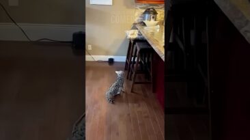 Gray tabby kitten sitting on a wooden kitchen floor, gazing at the counter with bar stools nearby.