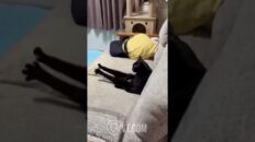 Black cat lounging on a gray couch with its front legs stretched out, yellow pillow and cat tree in the background.